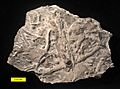 Trace fossils Bull Fork Ordovician OH