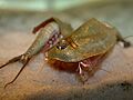 Triops australiensis 2