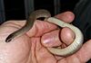 Eastern smooth earth snake