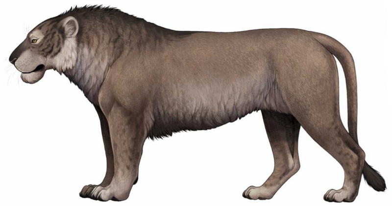 W. Gornig - P. spelaea spelaea 02