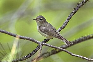 Warbling Vireo - Sisters - Oregon S4E7012 (19236790445)