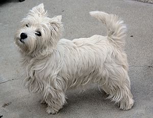 Westie Chloe
