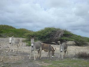 Wild Donkeys Bonaire (339370349)