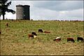 Windmill stump, Crawfordsburn - geograph.org.uk - 524211