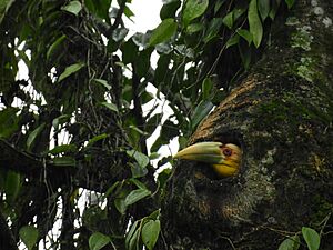 Wreathed Hornbill about the emerge from the nest cavity 02