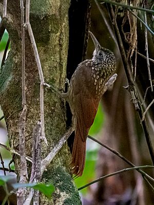 Xiphorhynchus spixii - Spix's Woocreeper; Parauapebas, Para, Brazil.jpg