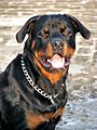 Year Old Rottweiler