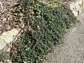 Zieria prostrata habit