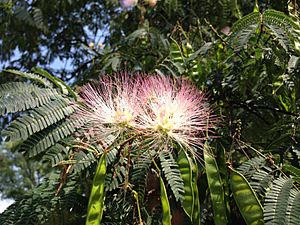 2013-08-26 14 23 49 Closeup of Albizia julibrissin foliage, flowers and immature fruits in Ewing, New Jersey