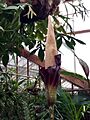 20211023 Hortus Botanicus - Amorphophallus decus-silvae v1