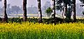A Canvas- Mustard field and Date Trees (11923934543)