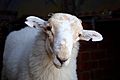 A curious Welsh Mountain sheep (Ovis aries)