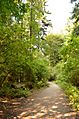 A forest path at the Seward Park - panoramio