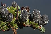 Abies lasiocarpa 6972
