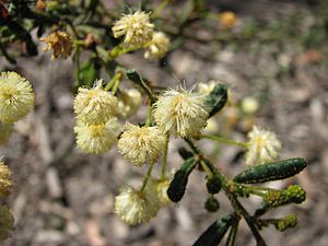 Acacia aspera subsp. parviceps.jpg
