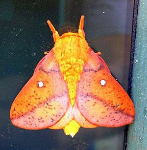 Adult-anisota-senatoria-moth