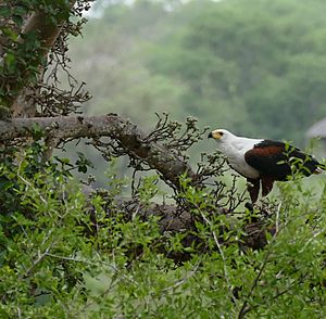 African Fish Eagle (Haliaeetus vocifer) (33461943992)