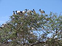 African Sacred Ibis colony in Montagu, Western Cape b