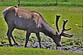 Alaska Wildlife Conservation Center ENBLA09