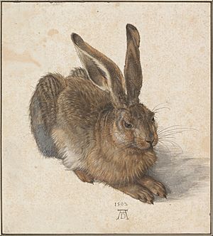 Albrecht Dürer - Hare, 1502 - Google Art Project