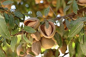 Almonds Maturing on Trees