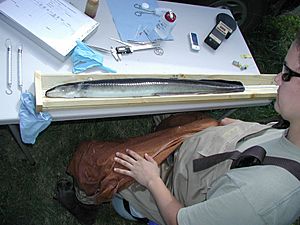 American eel (6144449190)