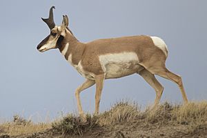 Antilocapra americana male (Wyoming, 2012)