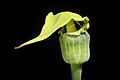 Arisaema flavum (Forssk.) Schott, Prodr. Syst. Aroid. 40 (1860) (50064951386)