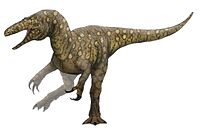 Australovenator reconstruction.jpg