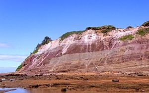 Bald Hill Claystone - Long Reef NSW Australia