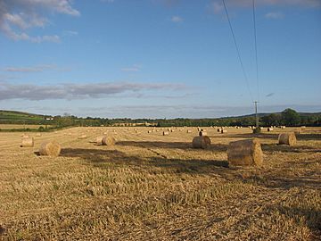 Bales at Flemingtown, Co. Meath - geograph.org.uk - 1002256.jpg