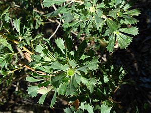 Banksia sessilis var. cygnorum-1