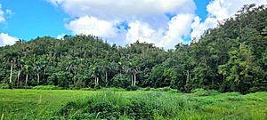 Karst landscape in Candelaria