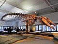Basilosaurus isis fossil, Nantes History Museum 03