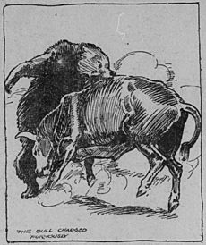 Bear and Bull Fight Illustration from The San Francisco Call, 1911