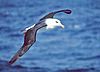 Black-browed albatross.jpg