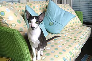 BlackWhiteOrientalShorthair