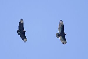 Black Vulture, Ward's Island, Toronto, ON, Canada imported from iNaturalist photo 276620232