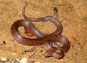Black cross-barred Kukri snake Oligodon cinereus.jpg