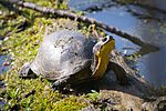 Blanding's turtle (Emydoidea blandingii) (17812011862)