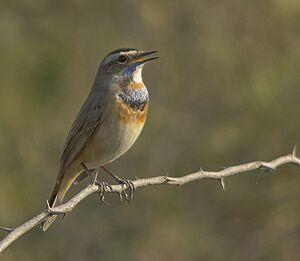 Blue throat at Rajkot