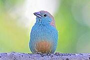 Blue waxbill (Uraeginthus angolensis cyanopleurus).jpg