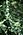Evernia mesomorpha, Boreal oakmoss, The Ridges