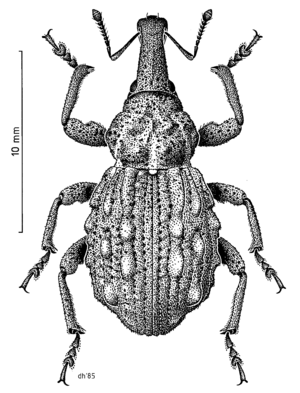 COLE Curculionidae Hadramphus tuberculatus.png