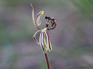 Caladenia barbarossa 01