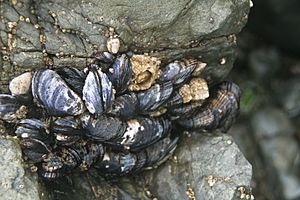 California Mussels 002.jpg