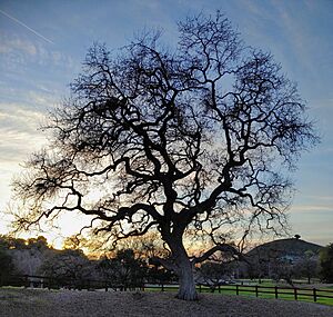 California Valley Oak (Quercus lobata) at 1259 Hendrix Ave, Thousand Oaks, California. Photo by Steve Shelokhonov 20230210 173038~2 copy 2