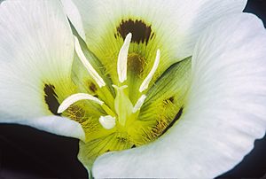 Calochortus syntrophus (Callahan's mariposa lily) (33451823666).jpg