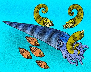 Cameroceras trentonese