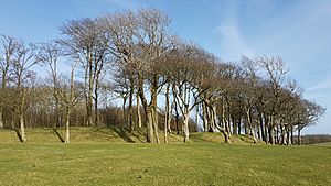Chanctonbury Ring bank south-west view